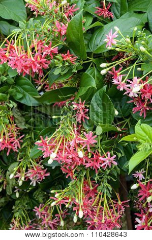 pink rangoon creeper flower