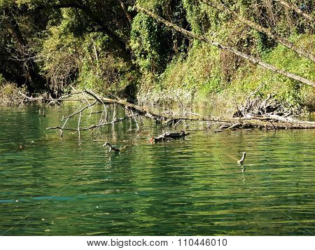 Wild Brenta River