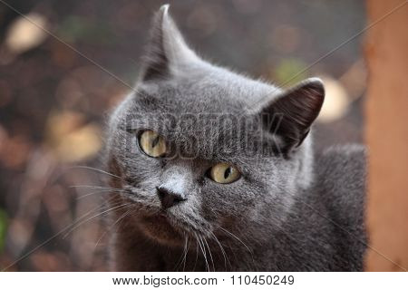 Careful look cat.