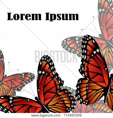 The Monarch butterfly  vector background