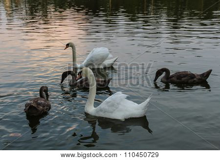 pair of swans with young swans