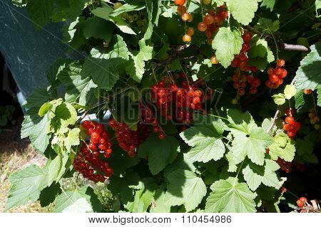 Red Currants