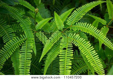 Lush Green Fish Bone Fern