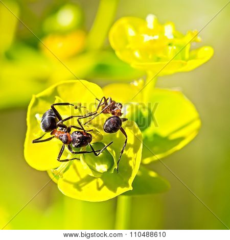 Prutevidny or Lozno Spurge (Euphorbia virgata)