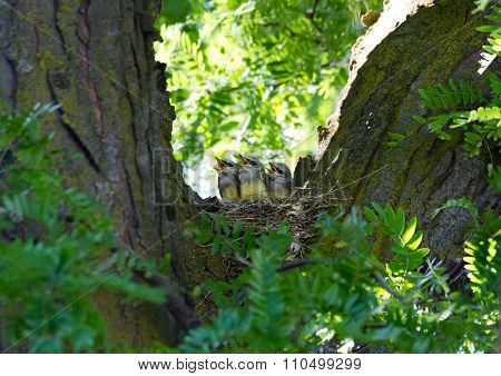 Western Kingbird
