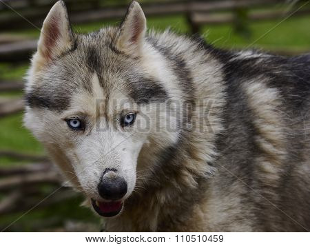 Siberian Husky