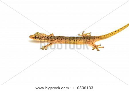 Gecko Lizard Isolated On White
