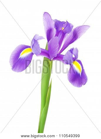 Violet Iris Flower