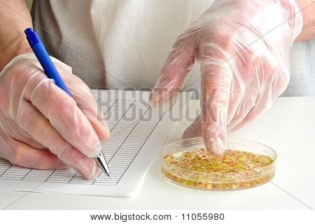 Laboratorio sivuelinkeinot petrimaljaan