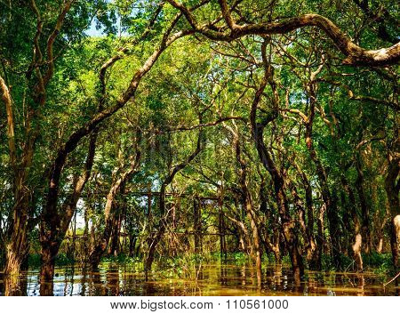 Flooded trees in mangrove rain forest. Kampong Phluk village. Cambodia