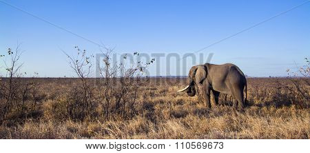 African Bush Elephant In Kruger National Park