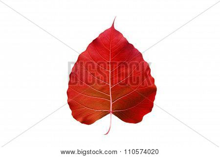 abstract colorful red leaf, isolated on white background