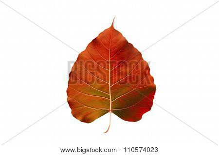 abstract colorful orange leaf, isolated on white background