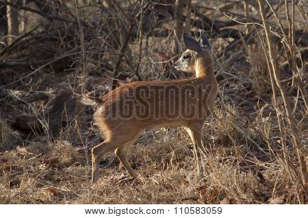 Sharpe's Grysbok In Kruger National Park