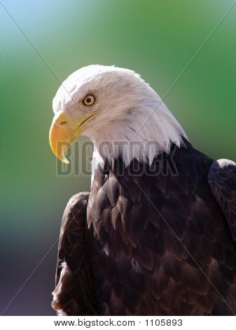American Eagle