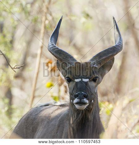 Nyala In Kruger National Park