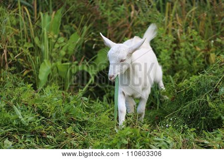 Close-up White Goat In The Meadow On A Sunny Day In Summer