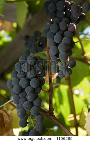 Winogron.
