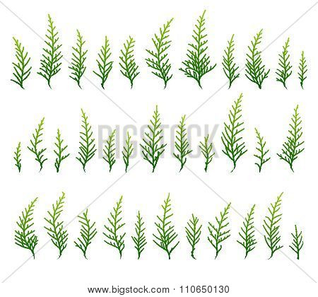Set Of Green Grass Background