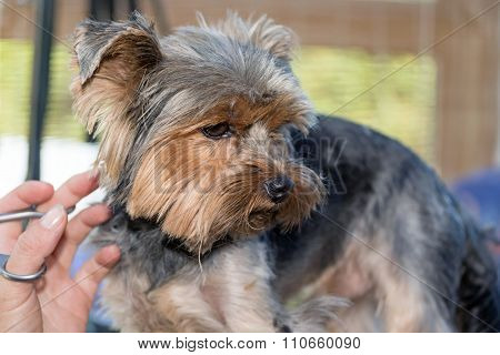 Trimming Of The Yorkshire Terrier