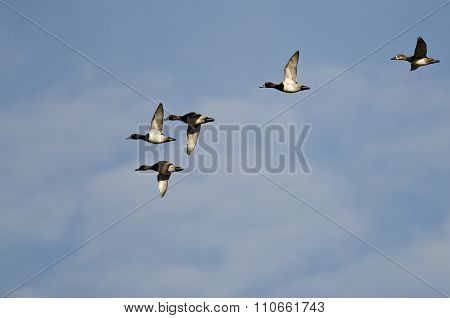 Flock Of Ring-necked Ducks Flying In A Blue Sky