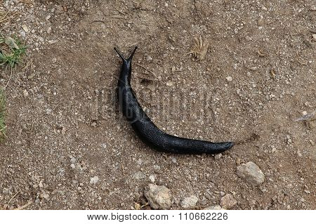 Huge black snail.