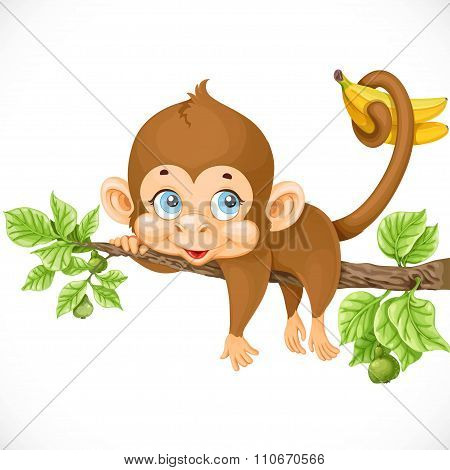 Cute Monkey Lazily Lying On A Branch And Holds The Tail Of Banan