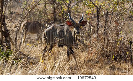 Nyala In Kruger National Park