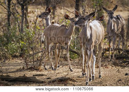 Nyala In Kruger National Park