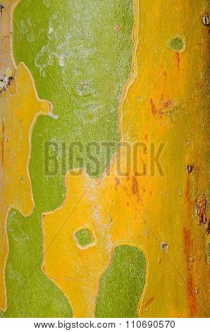 Yellow and Green: Nature's Design