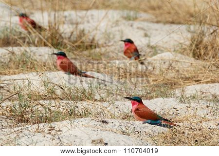 Large Nesting Colony Of Nothern Carmine Bee-eater