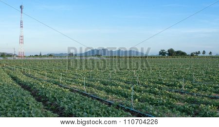 Vegetable Field