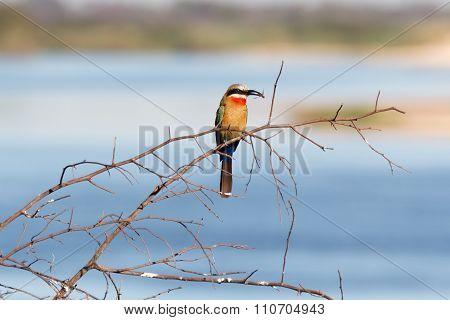 White Fronted Bee-eater On Tree