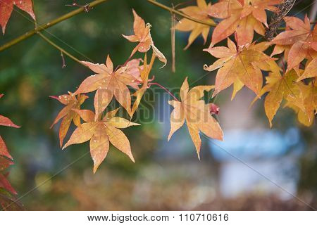 Autumn In Japan
