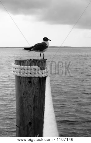 Mouette atricille sur la jetée