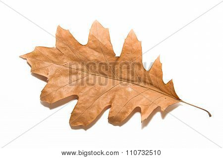 Dry Autumn Oak Leaf On  Over White