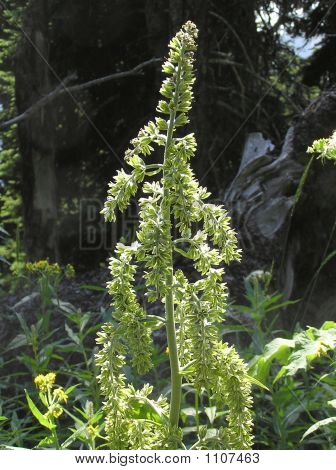 31Cornlily
