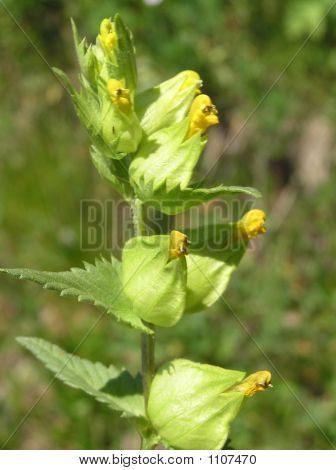 37Yellowrattle