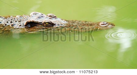 Krokodil bámul rád