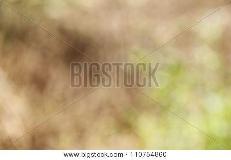 Abstract Blur Poaceae Texture Background