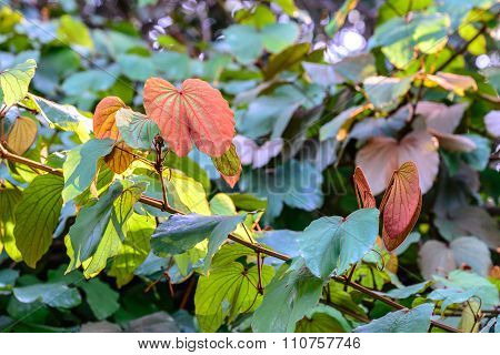 Golden Leaved Liana Use For Thai Herbs.
