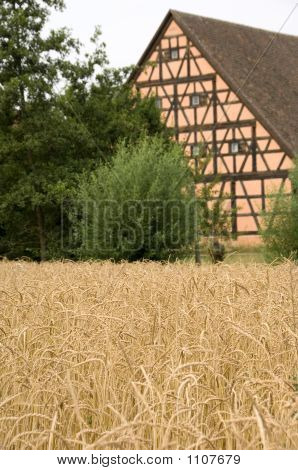 Spelt