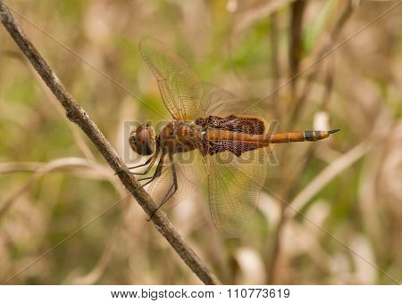 Carolina Saddlebags