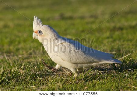 작은 코렐라