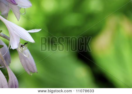 Purple in the Green