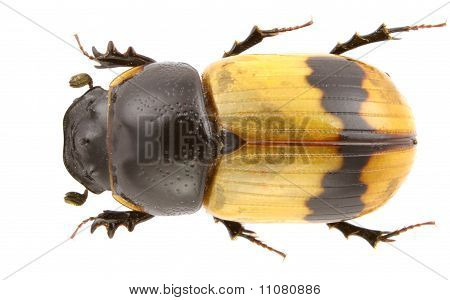 Aphodius Coniugatus