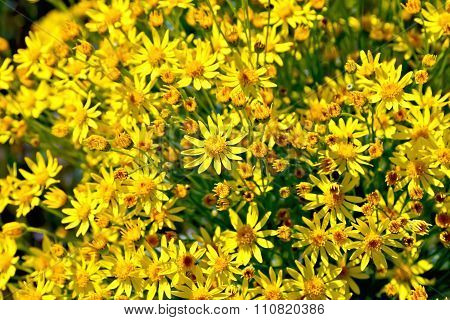 Senecio Erucifolius Flowers