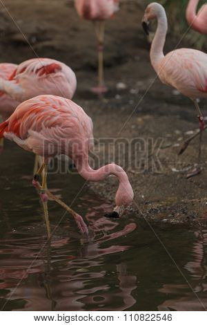 Chilean flamingo, Phoenicopterus chilensis