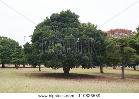 Imperial Palace Outer Garden