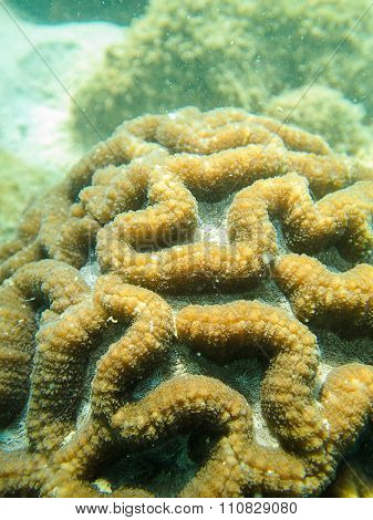 Closed up to polyp of brain coral